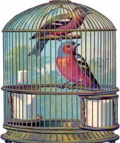 Birds Cage paint by numbers