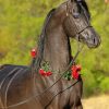 Black Arabian Horse paint by numbers