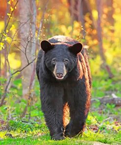 Black Bear paint by numbers