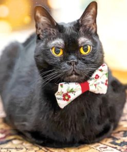 Black Cat Bow Tie paint by numbers