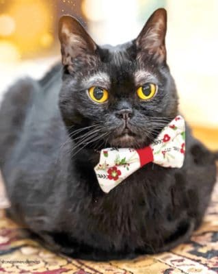 Black Cat Bow Tie paint by numbers
