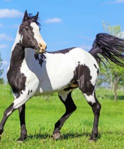 Black And White Horse paint by numbers