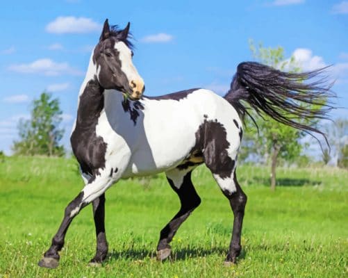 Black And White Horse paint by numbers