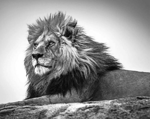 Black And White Leo paint by numbers