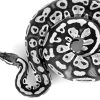 Black And White Snake paint by numbers