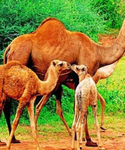 Camels paint By Numbers