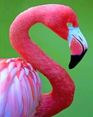 Close Up Flamingo paint By Numbers