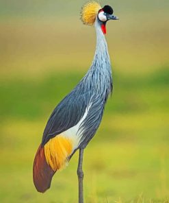 Crane Bird paint by numbers