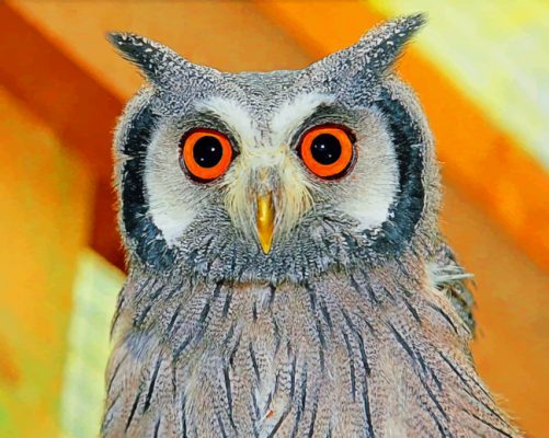 Eastern Screech Owl paint By Numbers