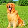 Golden Retriever paint By Numbers