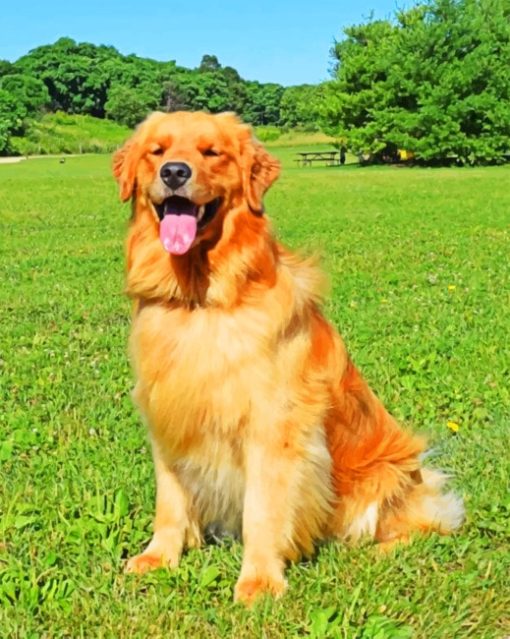 Golden Retriever paint By Numbers