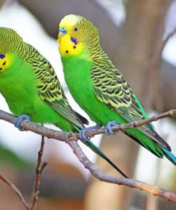 Green Budgie Birds paint by numbers