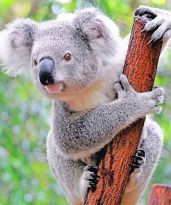 Koala In Tree paint By Numbers