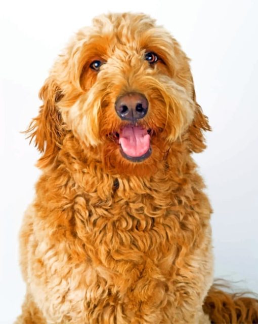 Labradoodle paint by Numbers