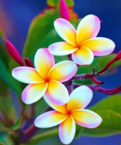 Plumeria Flowers paint by Numbers