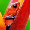 Poison Dart Frog paint By Numbers