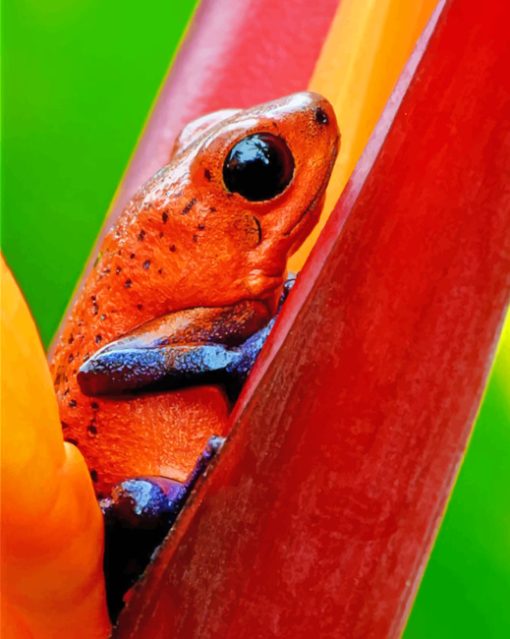 Poison Dart Frog paint By Numbers