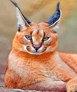 Red Caracal Cat paint by numbers