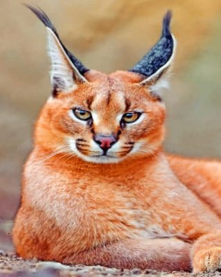 Red Caracal Cat paint by numbers