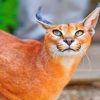 Red Caracal Green Eyes paint by numbers