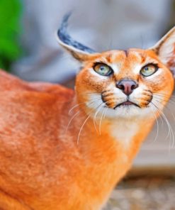 Red Caracal Green Eyes paint by numbers