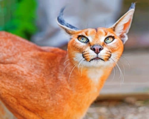 Red Caracal Green Eyes paint by numbers