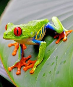 Frog With Red Eyes paint By numbers