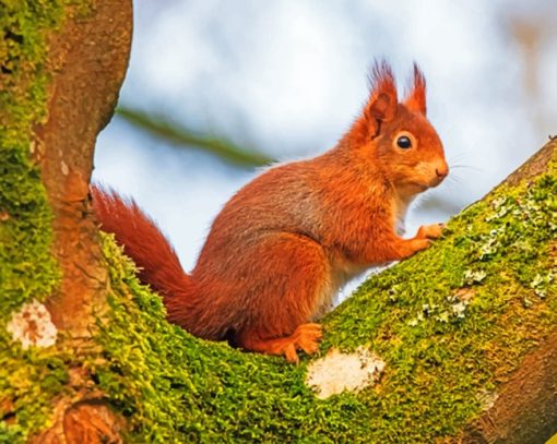 Red Squirrel paint By Numbers