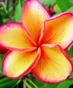 The Plumeria paint By Numbers