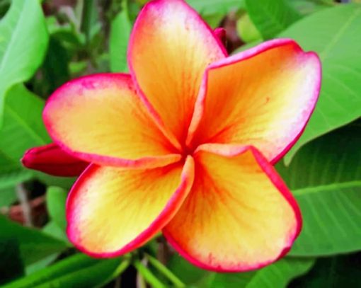 The Plumeria paint By Numbers