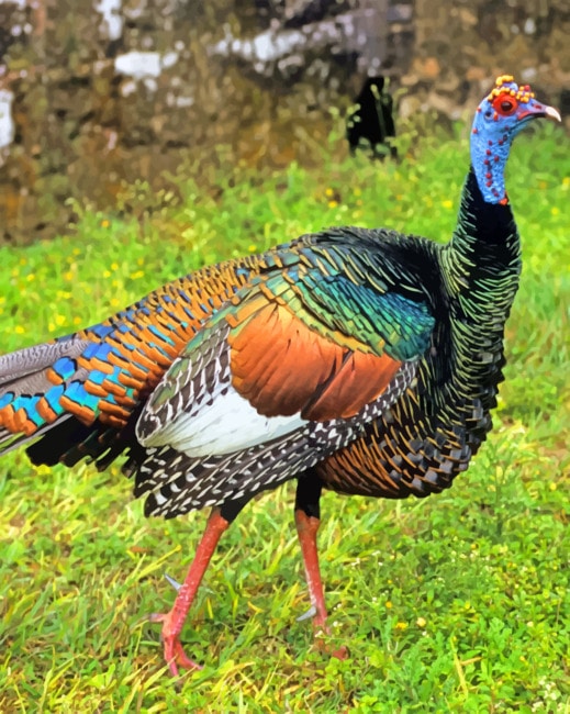 Turkey Bird paint by numbers