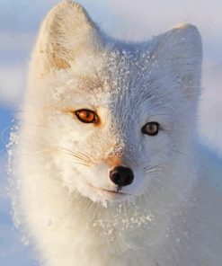 White Fox paint By Numbers