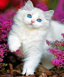 White Kitten paint By Numbers