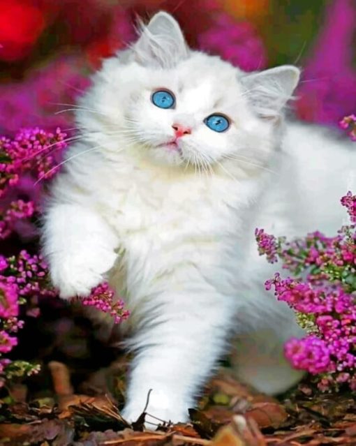 White Kitten paint By Numbers