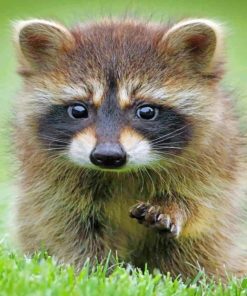 Adorable Baby Raccoon paint By Numbers