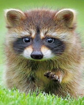 Adorable Baby Raccoon paint By Numbers