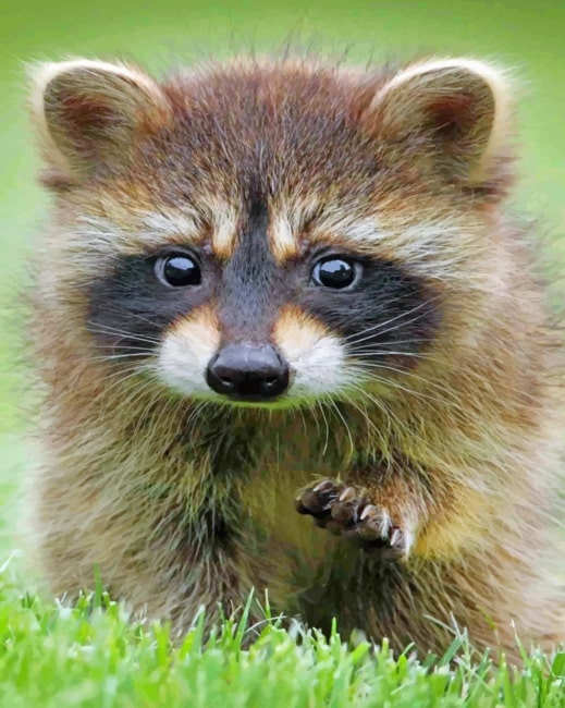 Adorable Baby Raccoon paint By Numbers