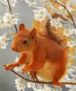 Aesthetic Squirrel paint By Numbers