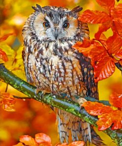 Autumn Owl paint By Numbers