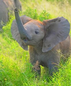 Baby Elephant Paint By Numbers