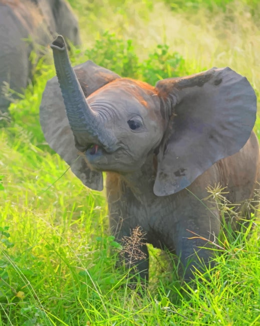 Baby Elephant Paint By Numbers