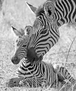 Baby Zebra With Mother paint By Numbers