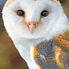 Barn Owl paint By Numbers