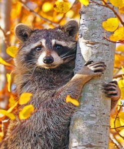 Beautiful Raccoon paint By Numbers