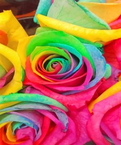 Beautiful Rainbow Roses paint by Numbers