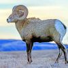 Bighorn Sheep paint by numbers