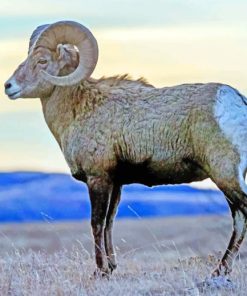 Bighorn Sheep paint by numbers