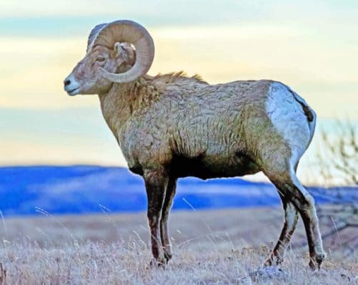 Bighorn Sheep paint by numbers