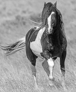 Black And White Horse Photography paint by numbers