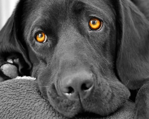 Black Puppy paint By Numbers